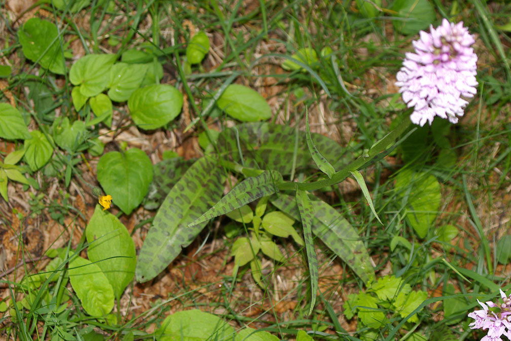 Dactylorhiza maculata subsp. fuchsii / Orchide di Fuchs